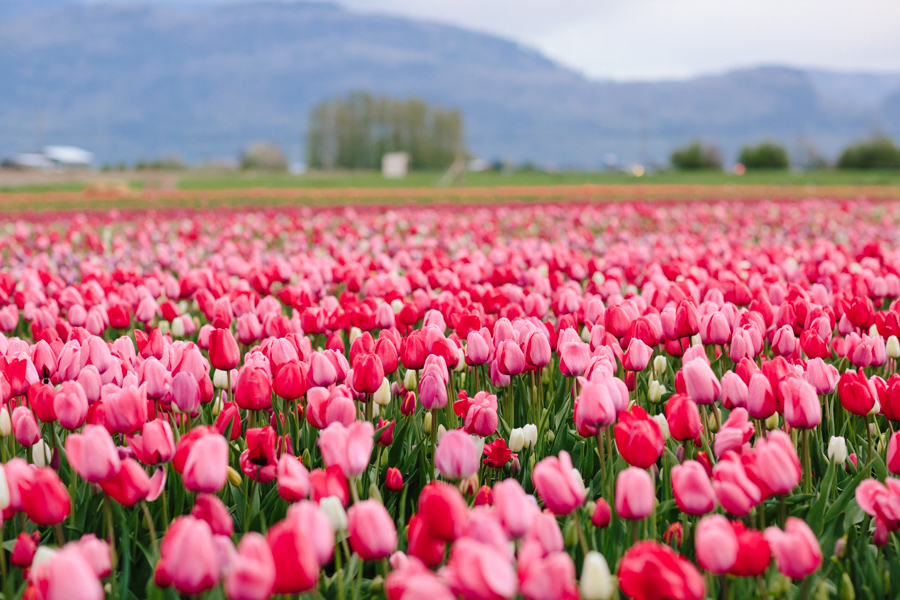 Tulips-blog-3